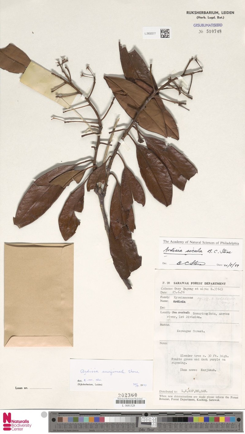 Ardisia pergamacea photo 3