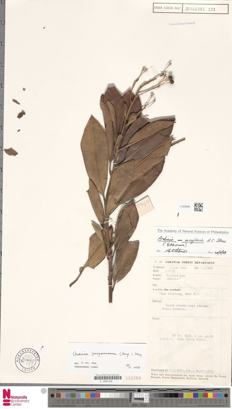 Ardisia pergamacea photo 4
