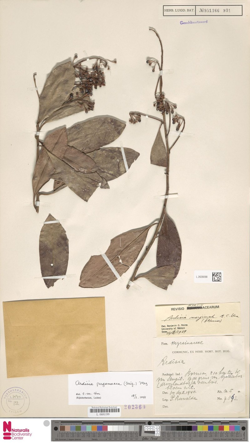 Ardisia pergamacea photo 5