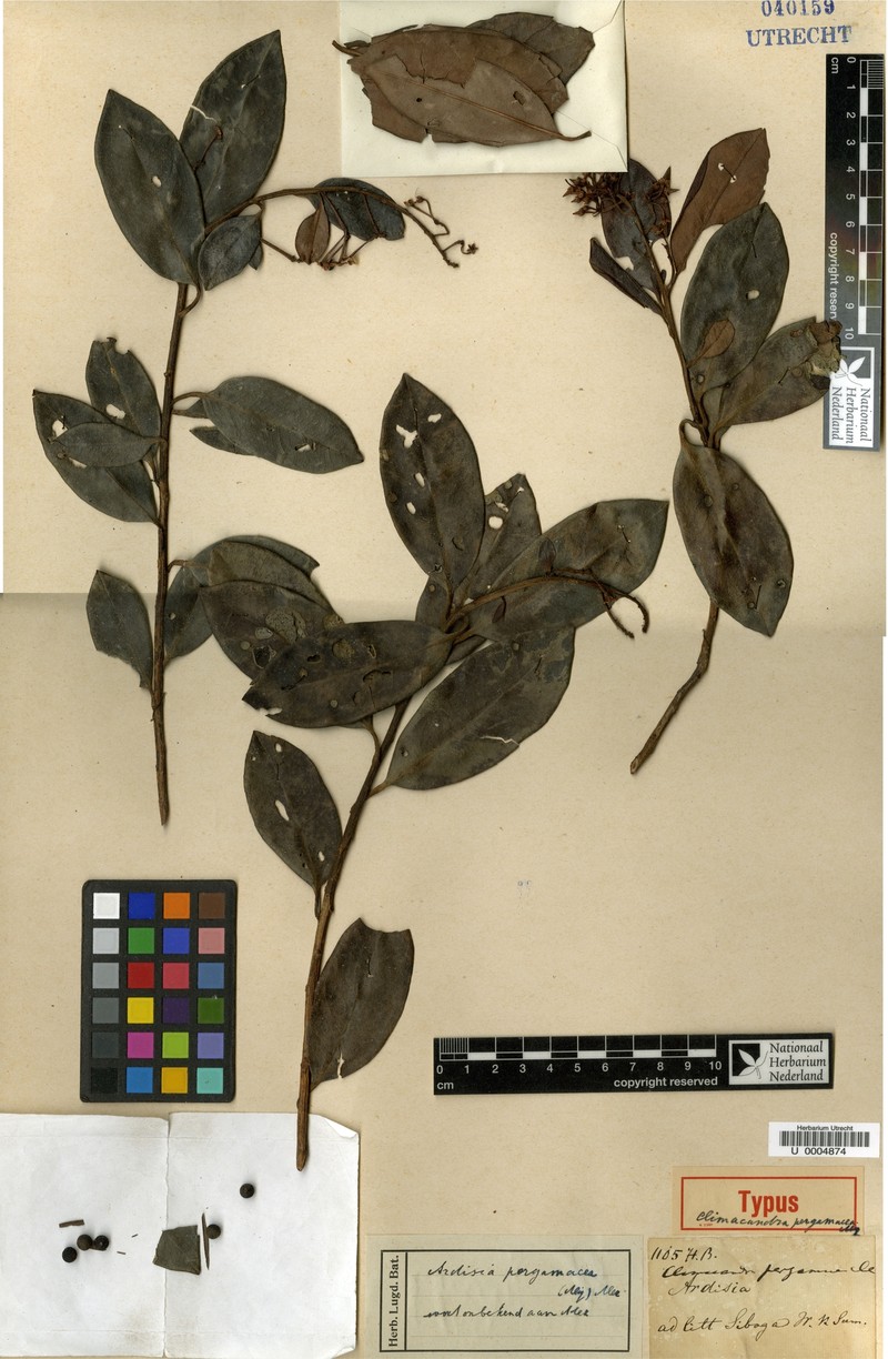Ardisia pergamacea photo 6