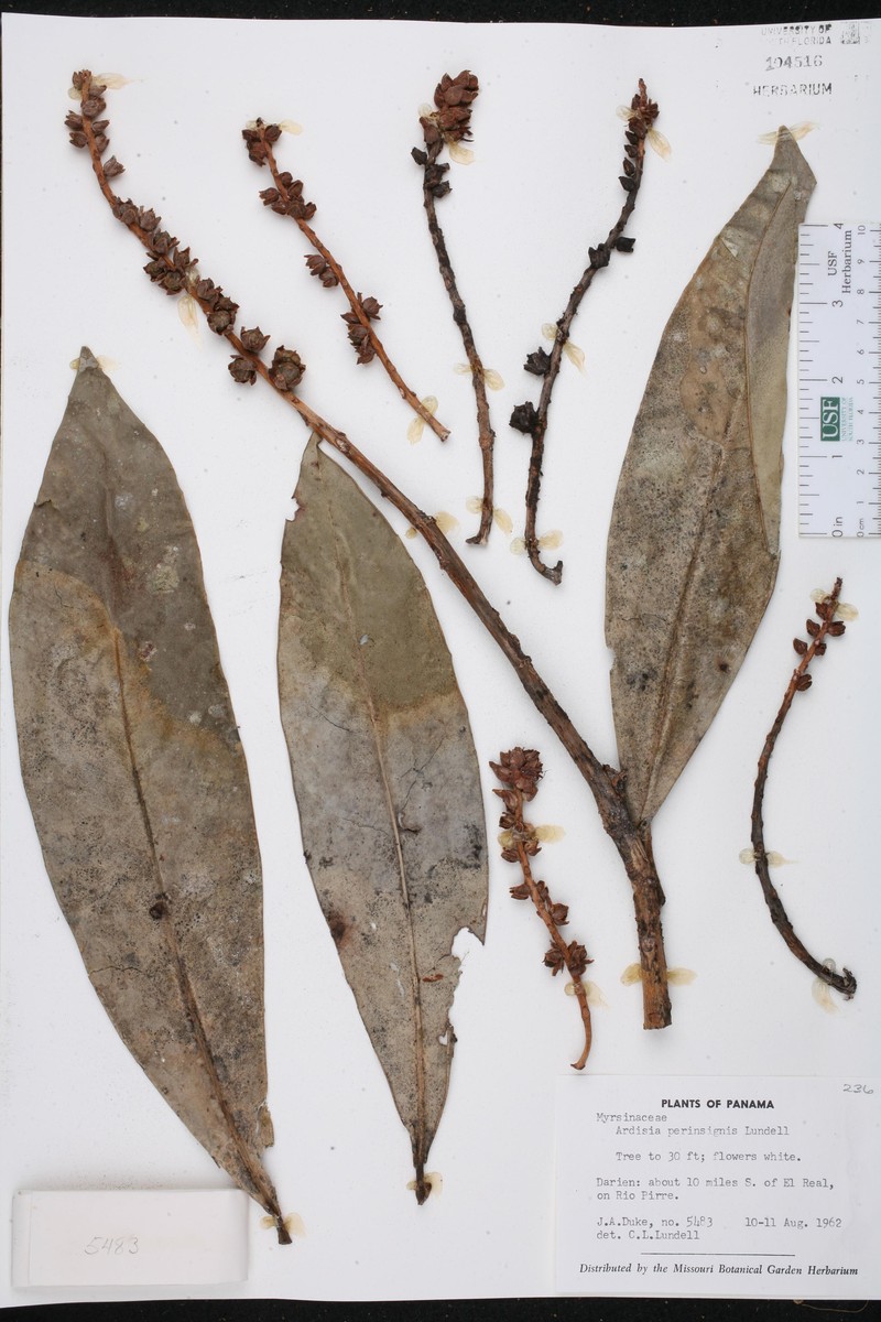 Ardisia perinsignis