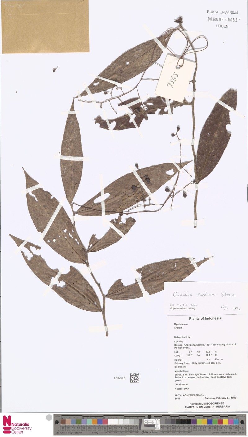 Ardisia perissa
