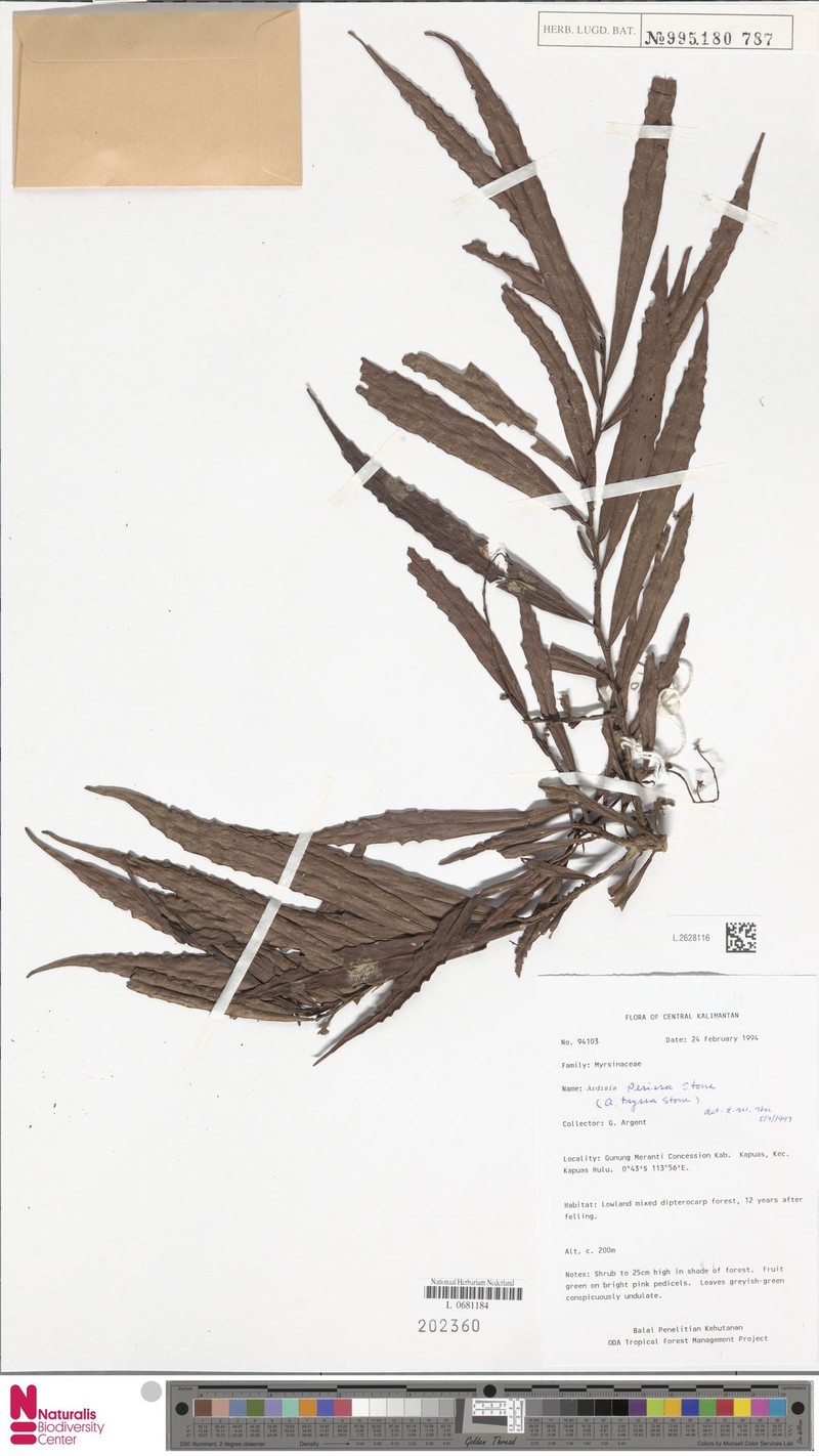 Ardisia perissa photo 2