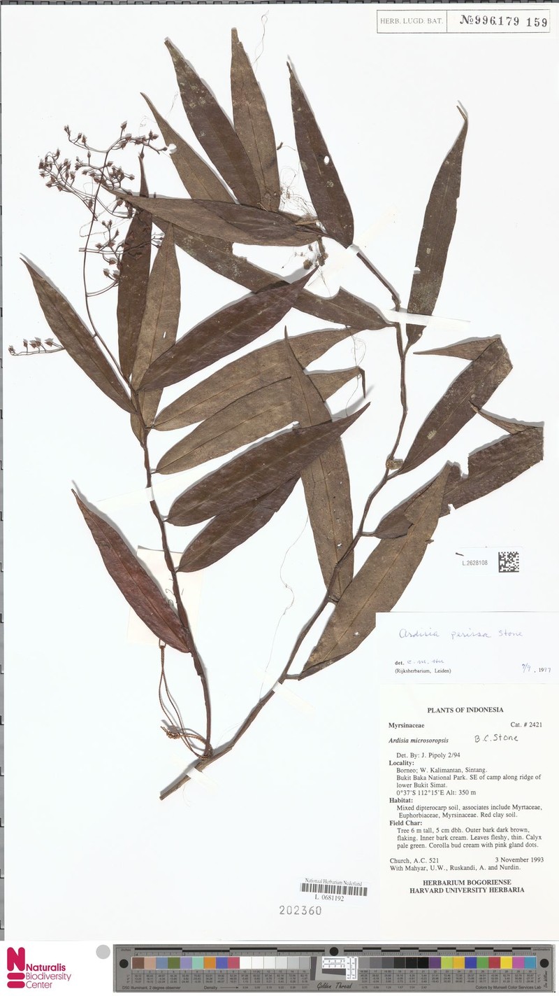 Ardisia perissa photo 3