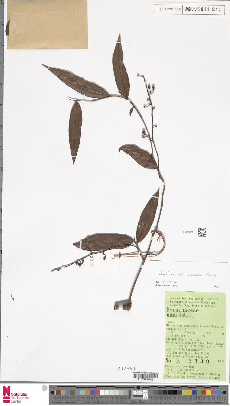 Ardisia perissa photo 4