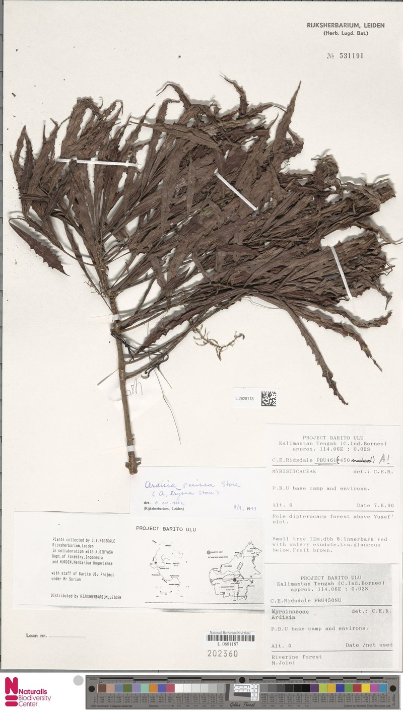 Ardisia perissa photo 5