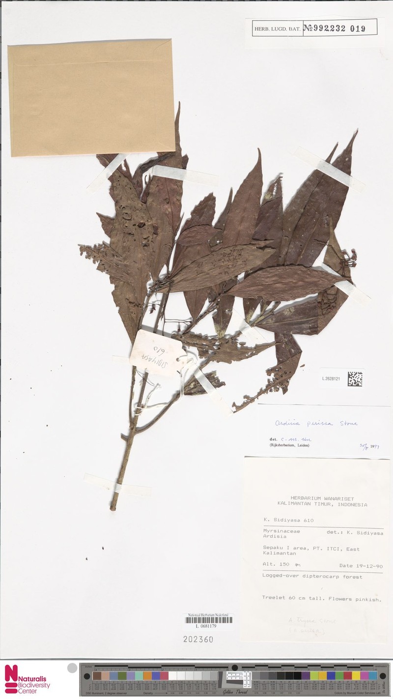Ardisia perissa photo 6