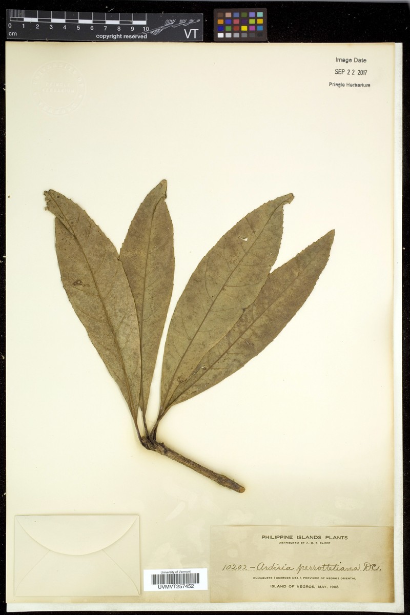 Ardisia perrottetiana