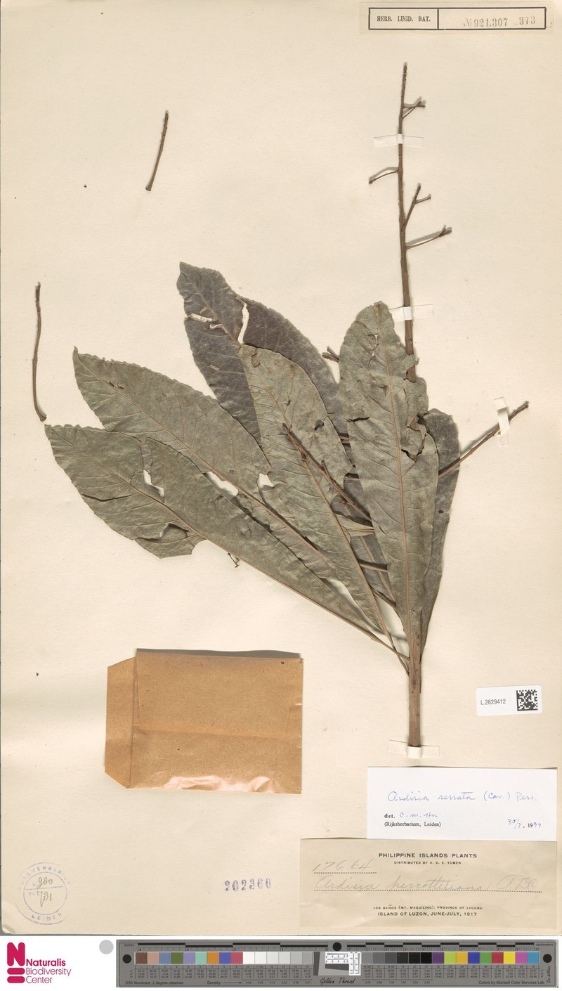 Ardisia perrottetiana photo 3