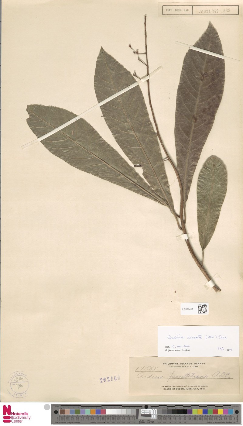 Ardisia perrottetiana photo 4