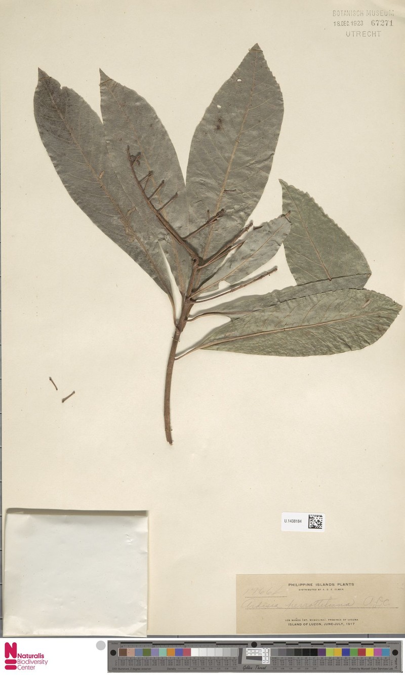 Ardisia perrottetiana photo 5