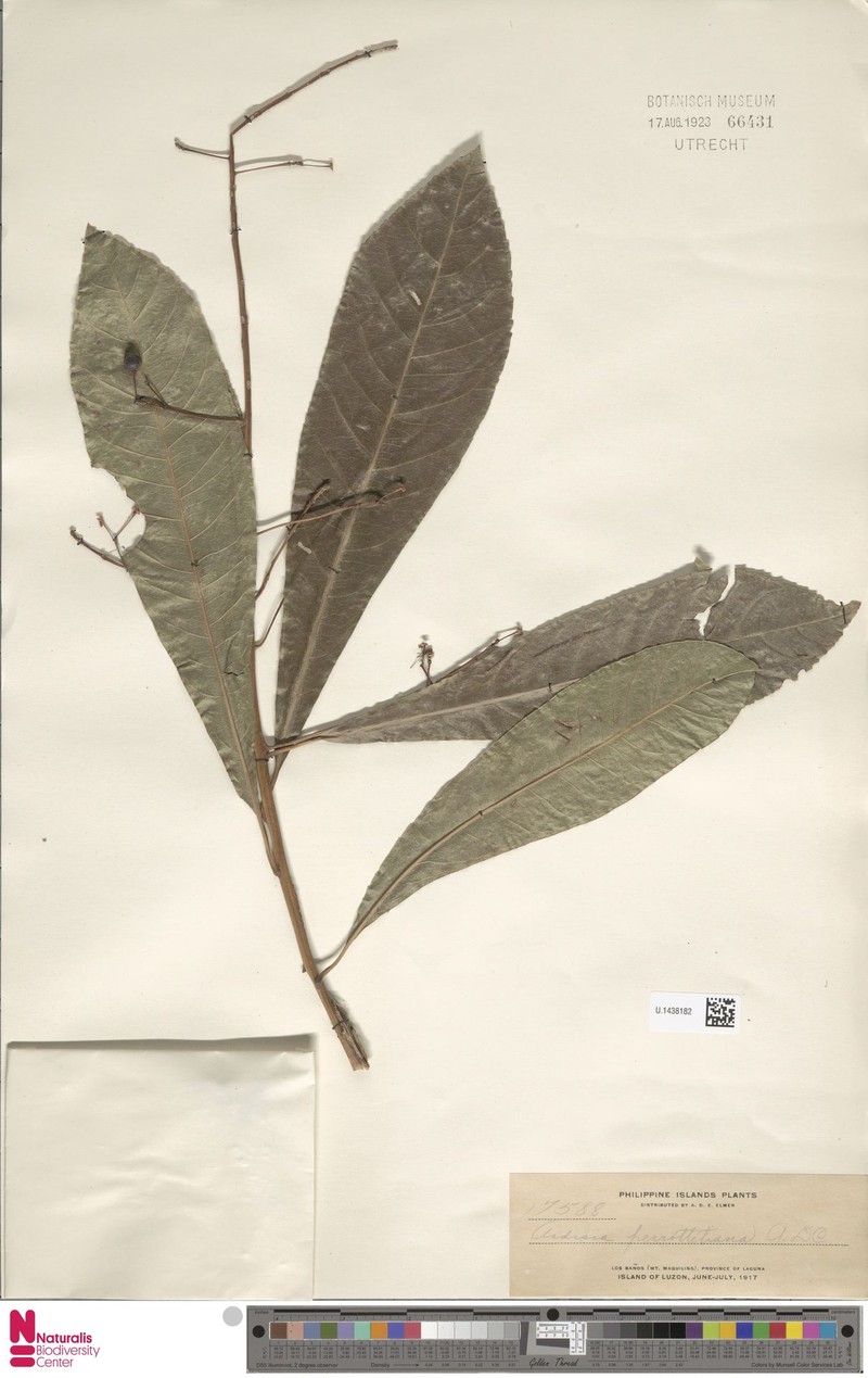 Ardisia perrottetiana photo 6