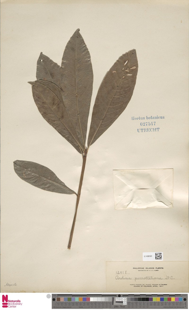 Ardisia perrottetiana photo 8