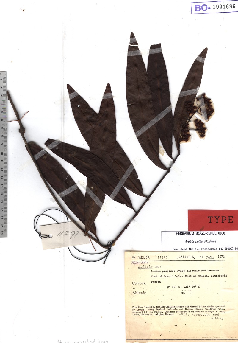 Ardisia petila