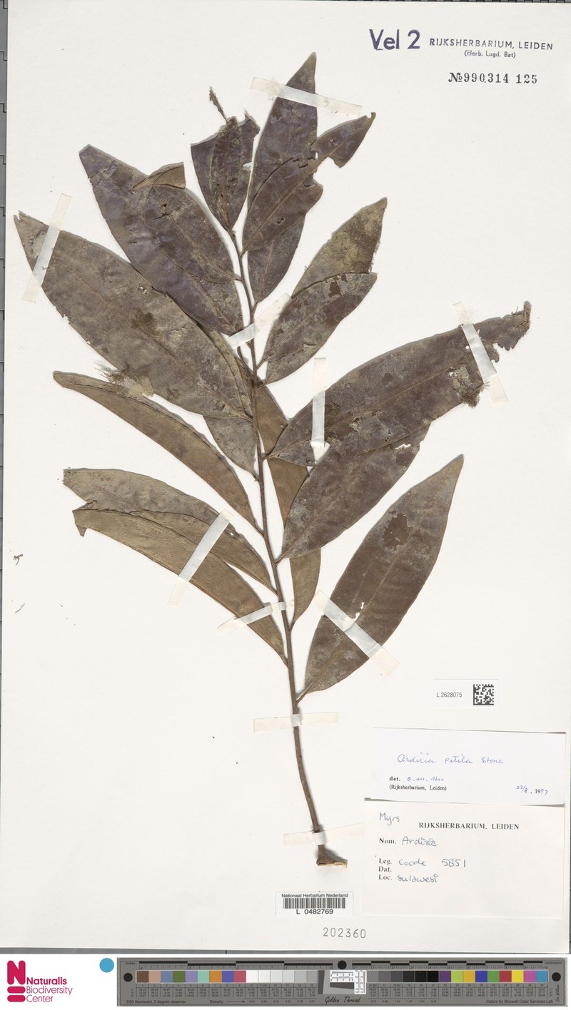 Ardisia petila photo 4