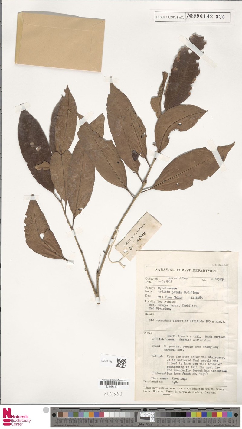 Ardisia petila photo 5