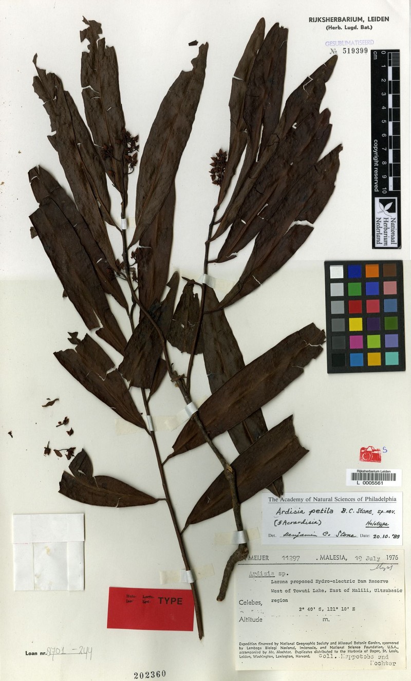 Ardisia petila photo 6