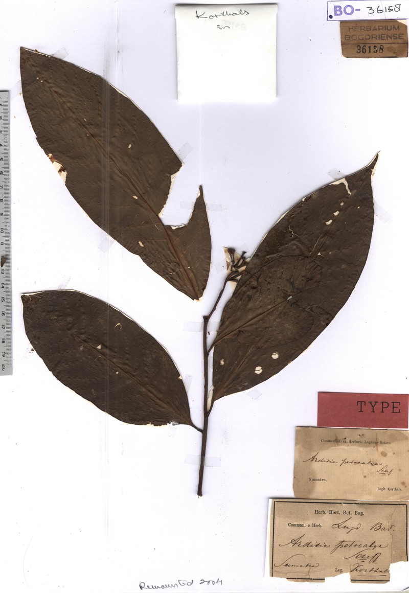 Ardisia petocalyx