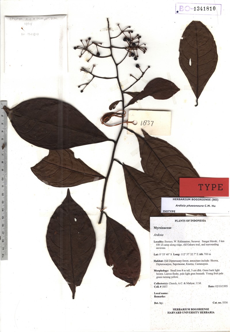 Ardisia phaeoneura