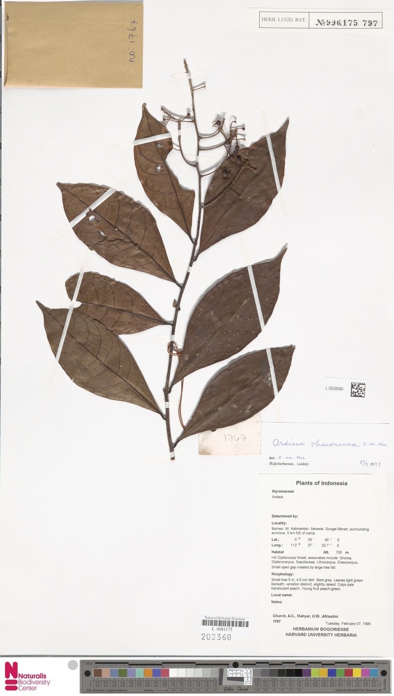 Ardisia phaeoneura photo 2