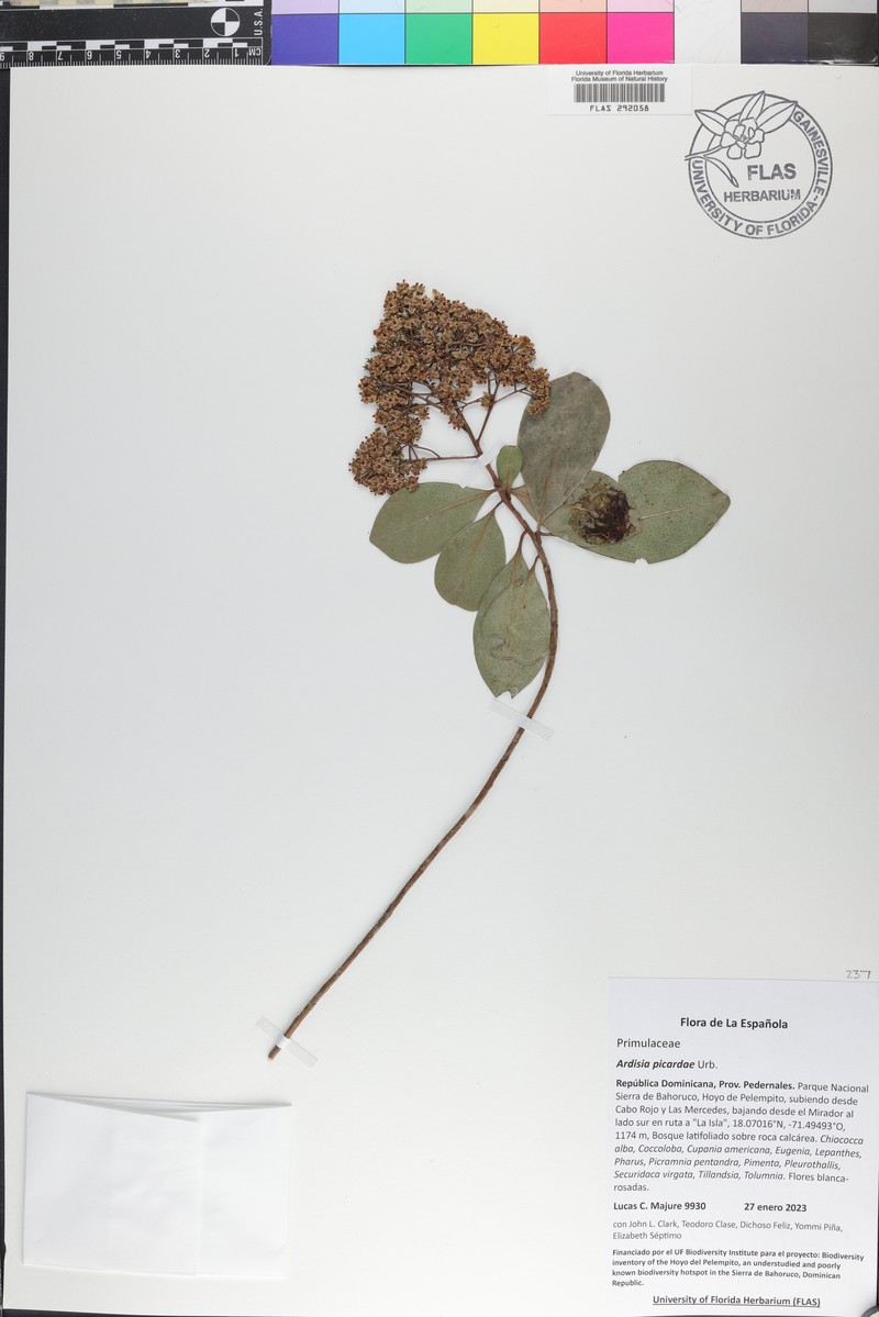 Ardisia picardae photo 2