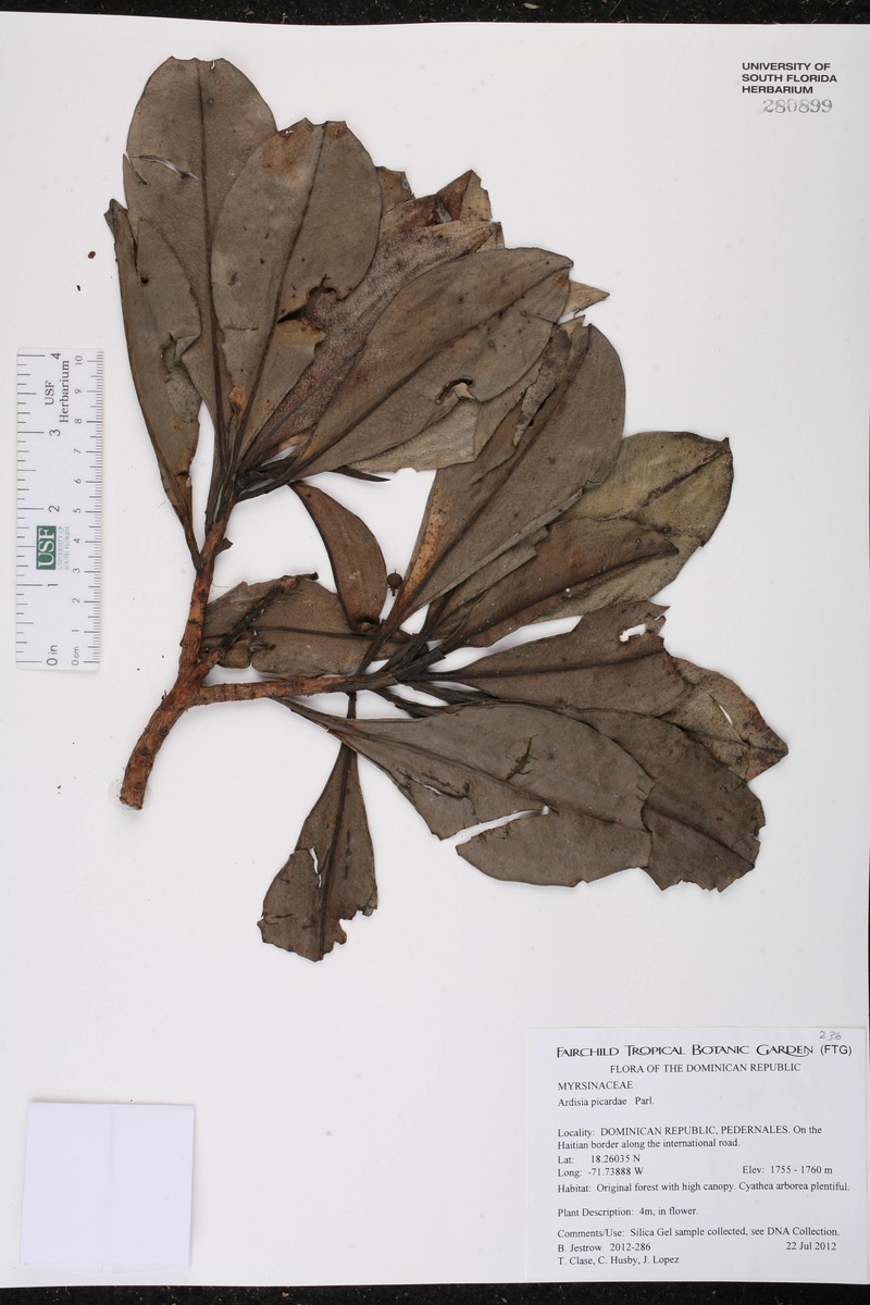 Ardisia picardae photo 3