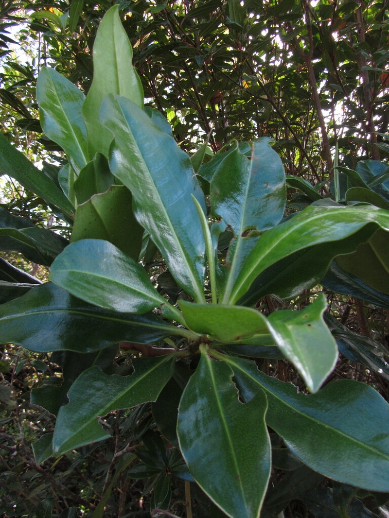 Ardisia picardae