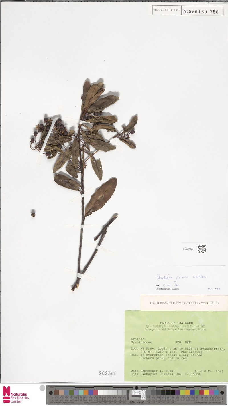 Ardisia pilosa