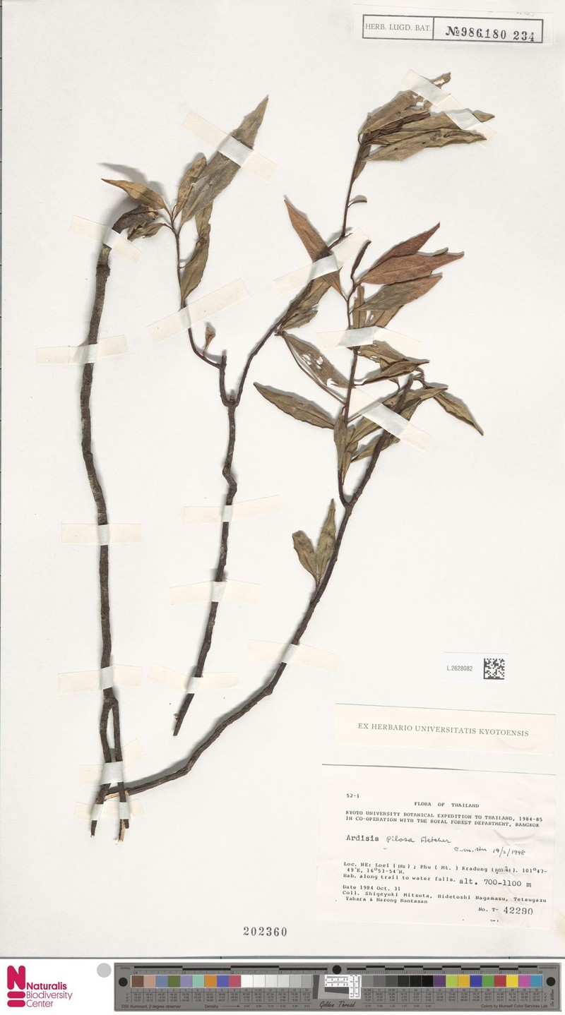Ardisia pilosa photo 2