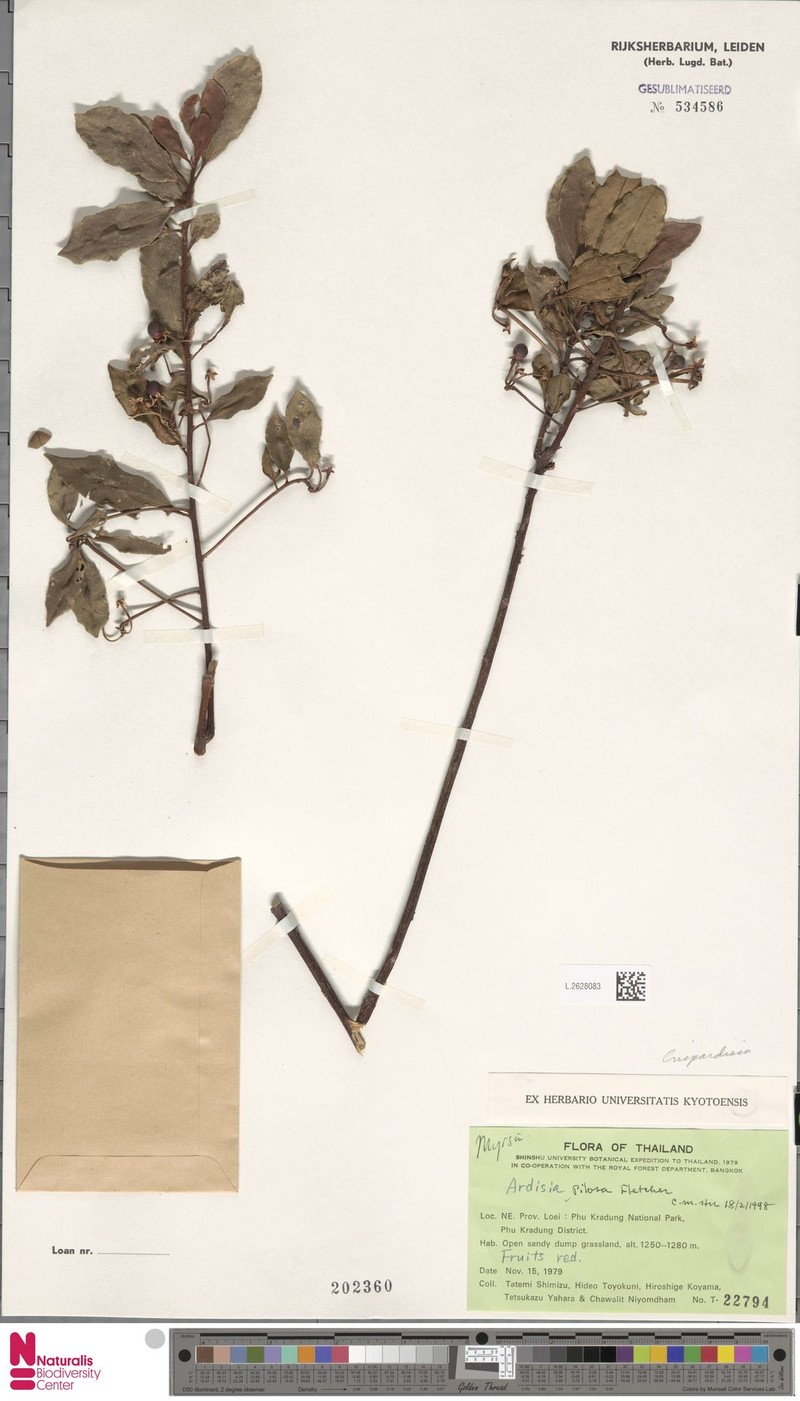 Ardisia pilosa photo 3