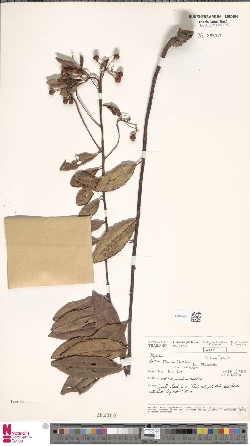 Ardisia pilosa photo 4