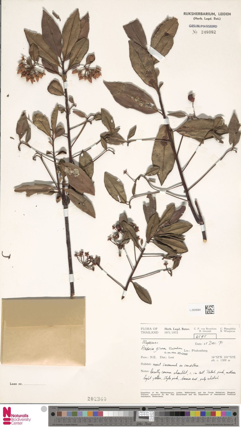 Ardisia pilosa photo 5