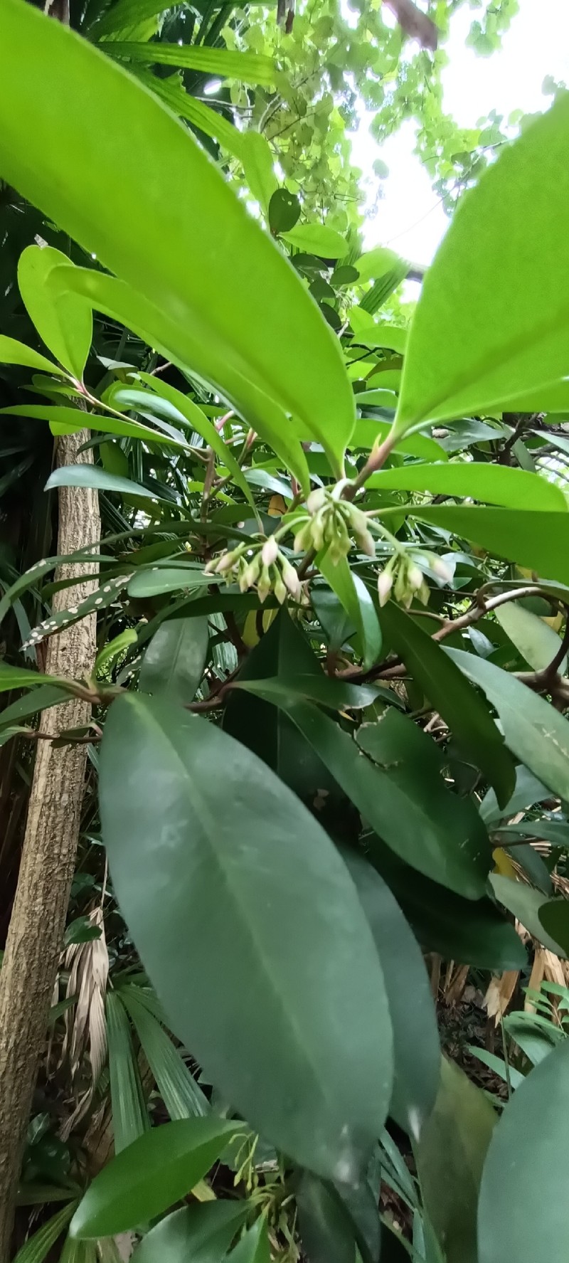 Ardisia pirifolia