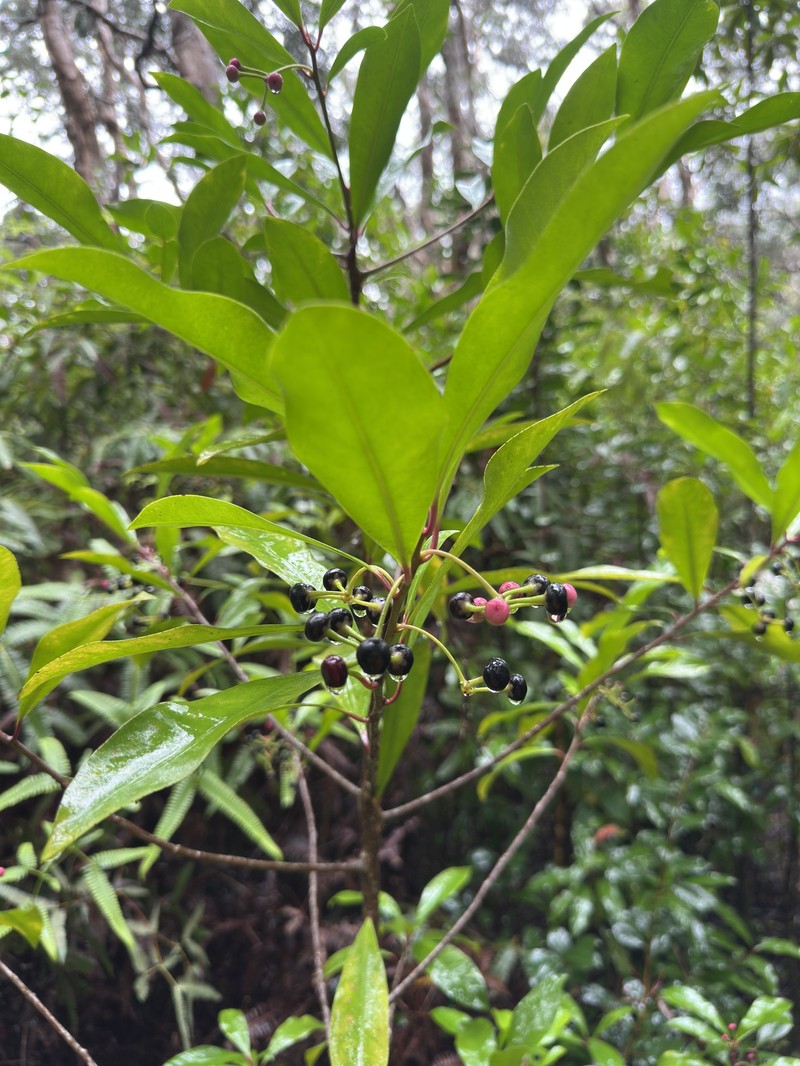 Ardisia pirifolia photo 2