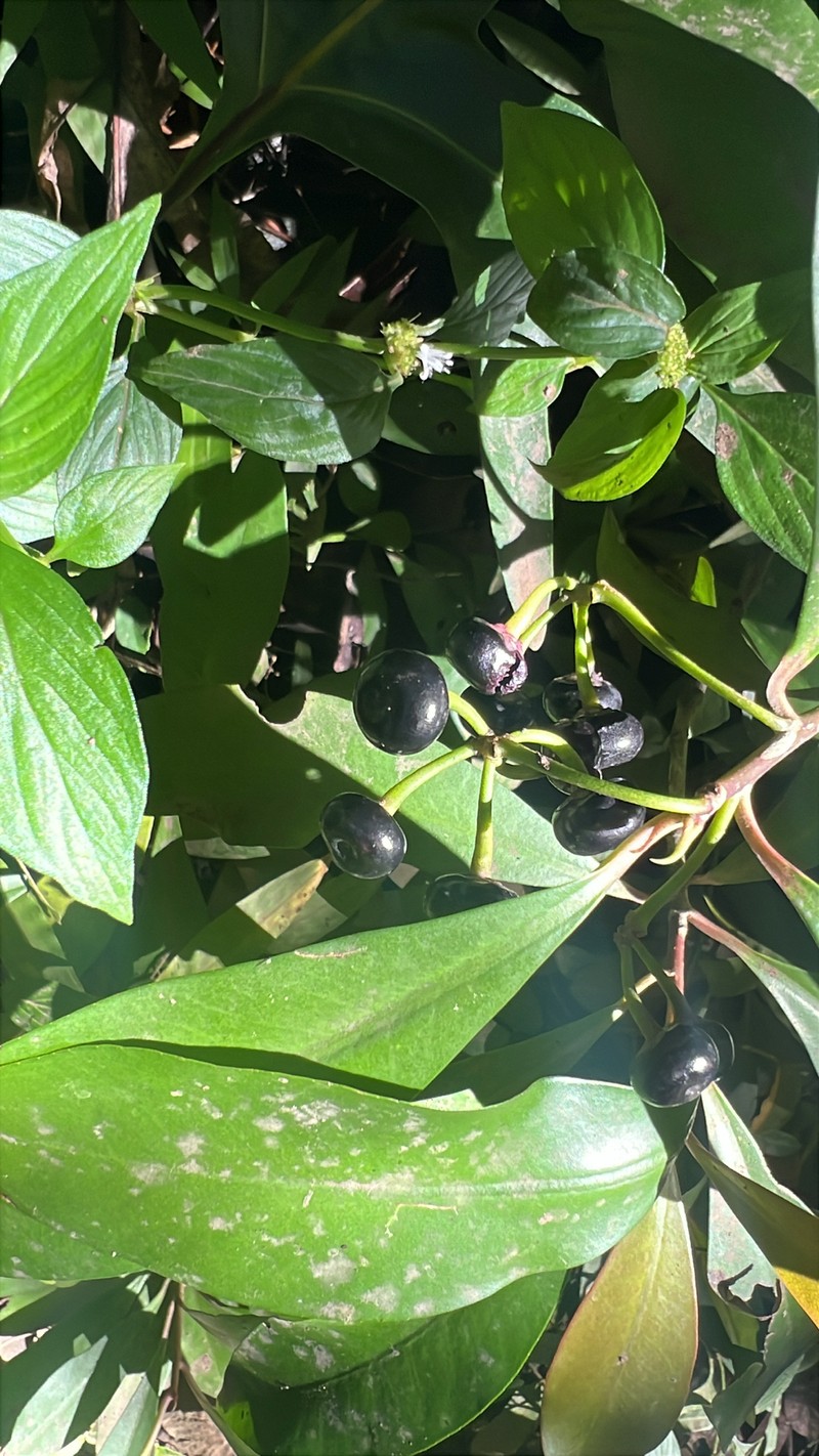 Ardisia pirifolia photo 3