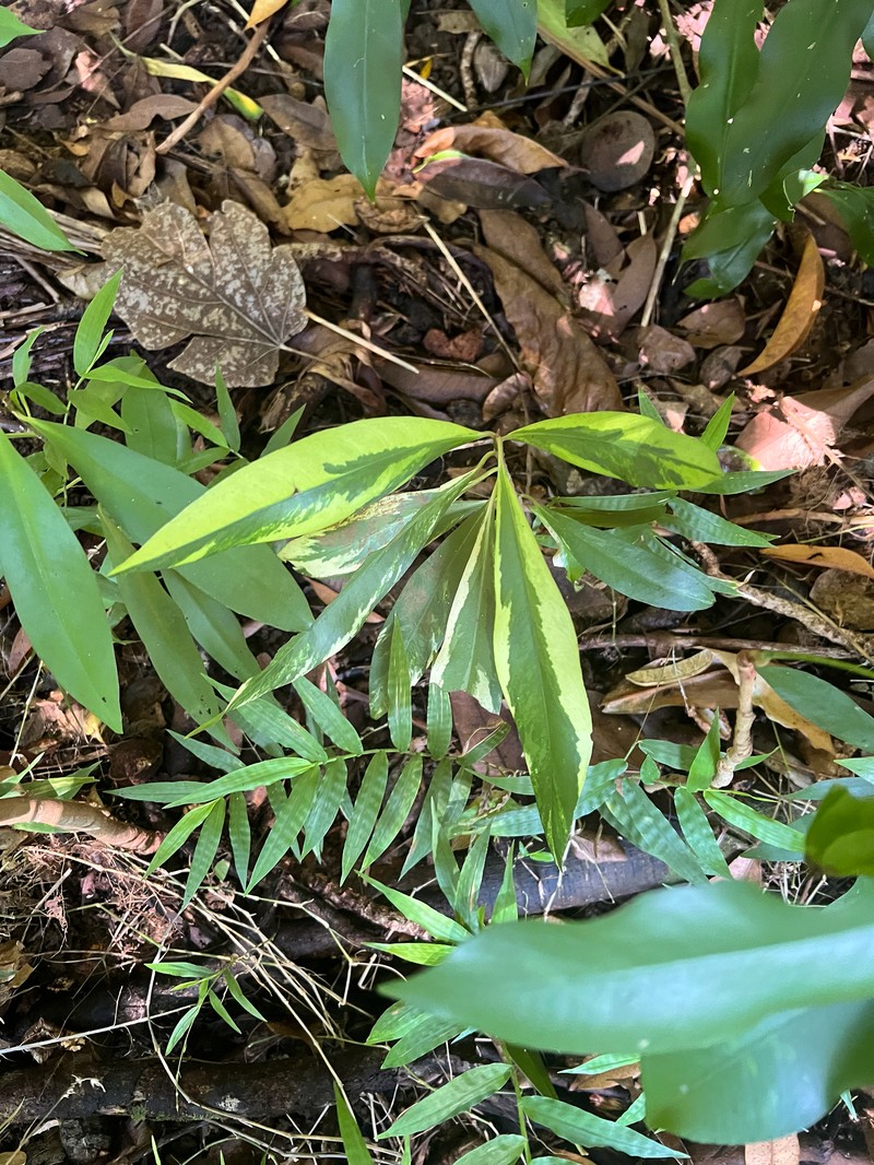 Ardisia pirifolia photo 4