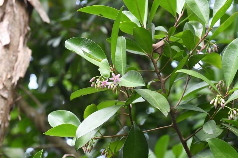 Ardisia pirifolia photo 5