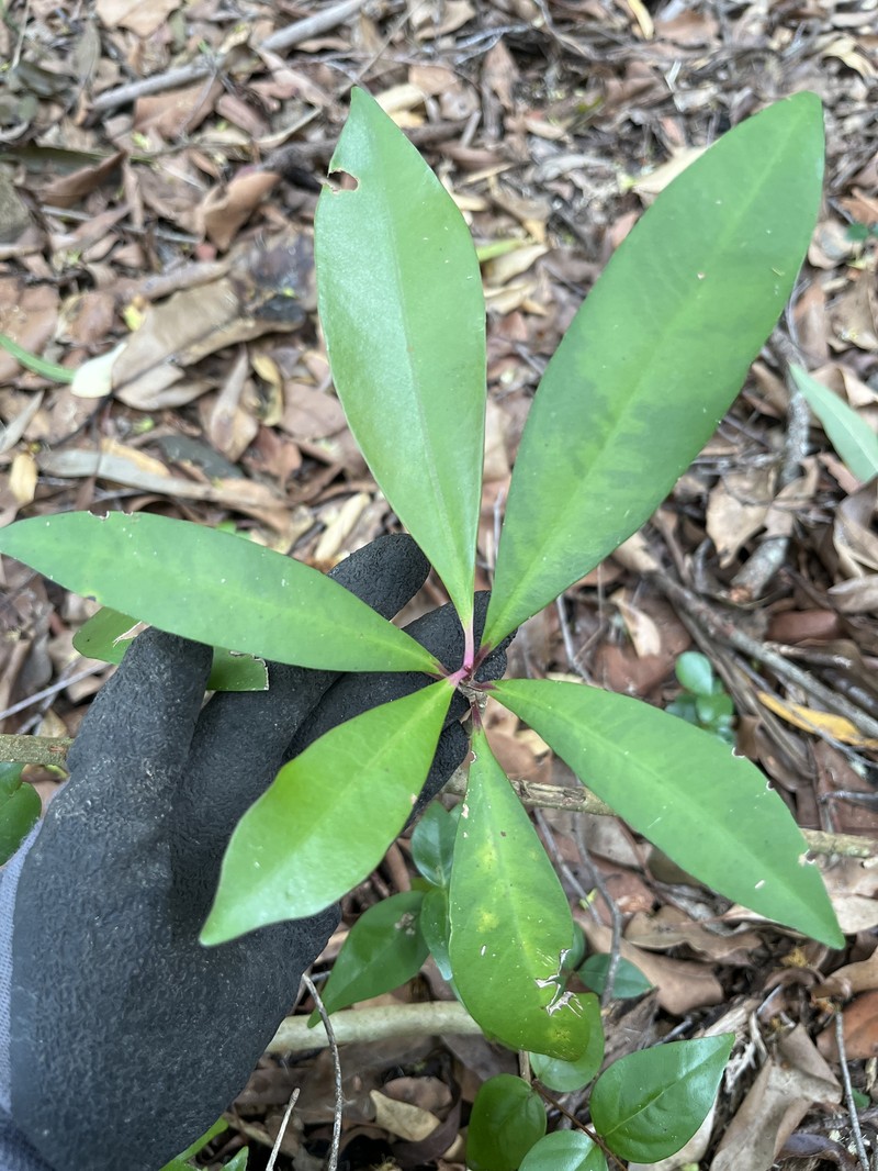 Ardisia pirifolia photo 6
