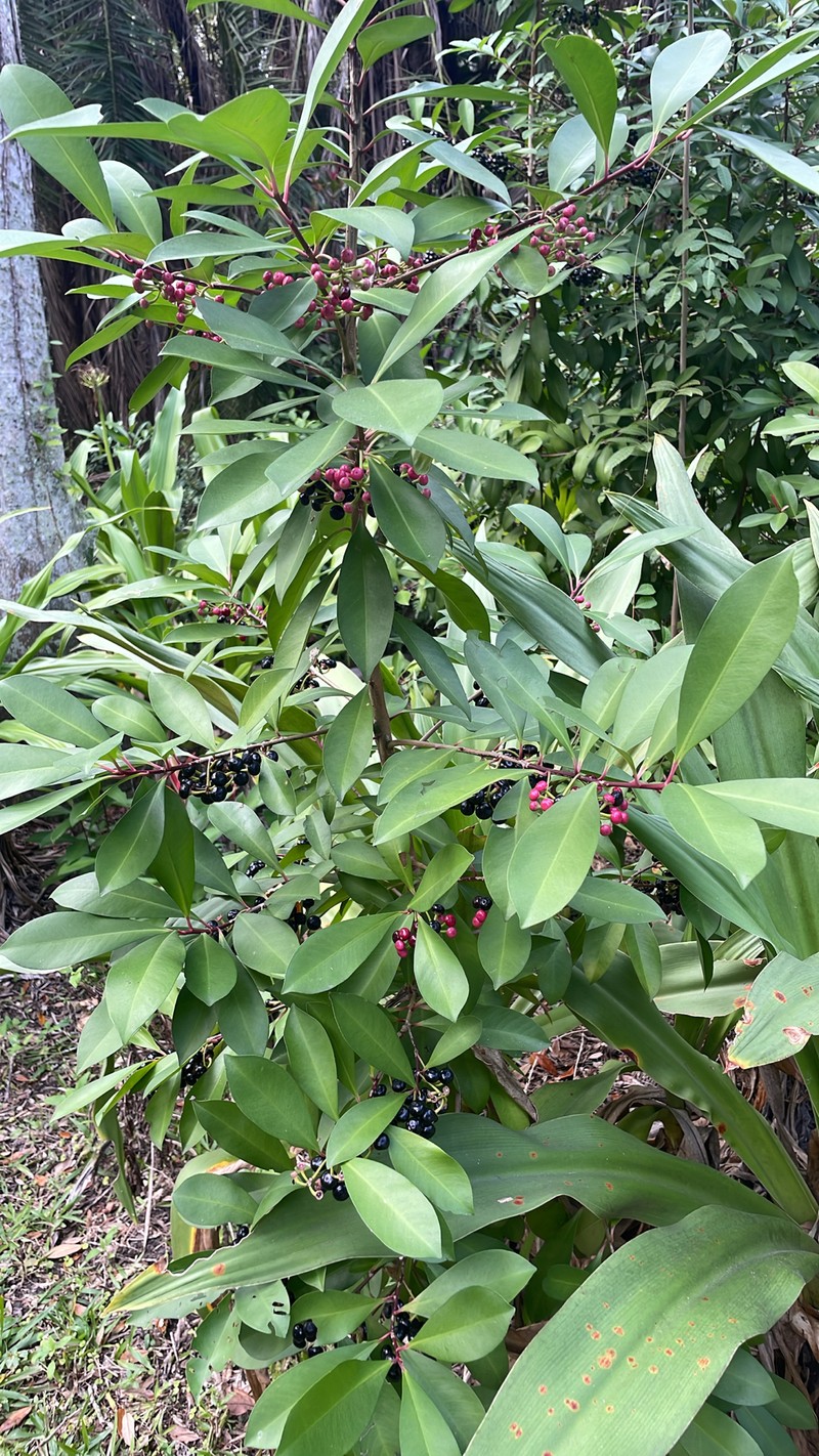 Ardisia pirifolia photo 8