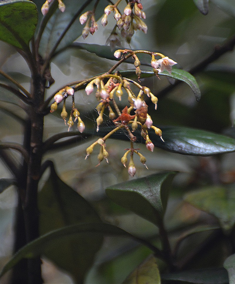 Ardisia pleurobotrya