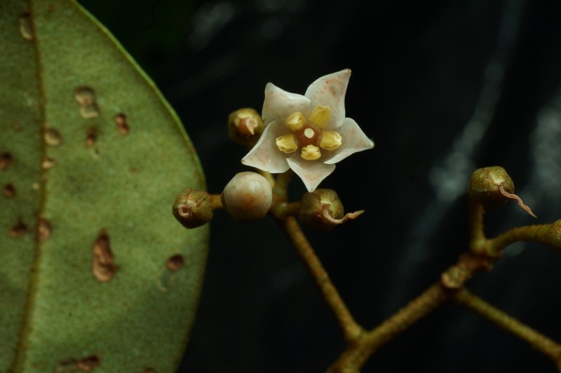Ardisia pleurobotrya photo 2