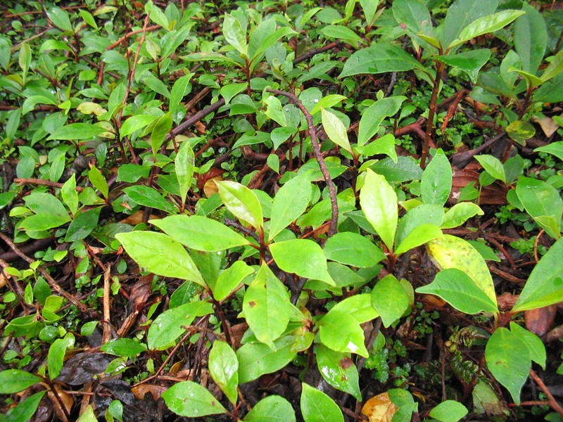 Ardisia pleurobotrya photo 3