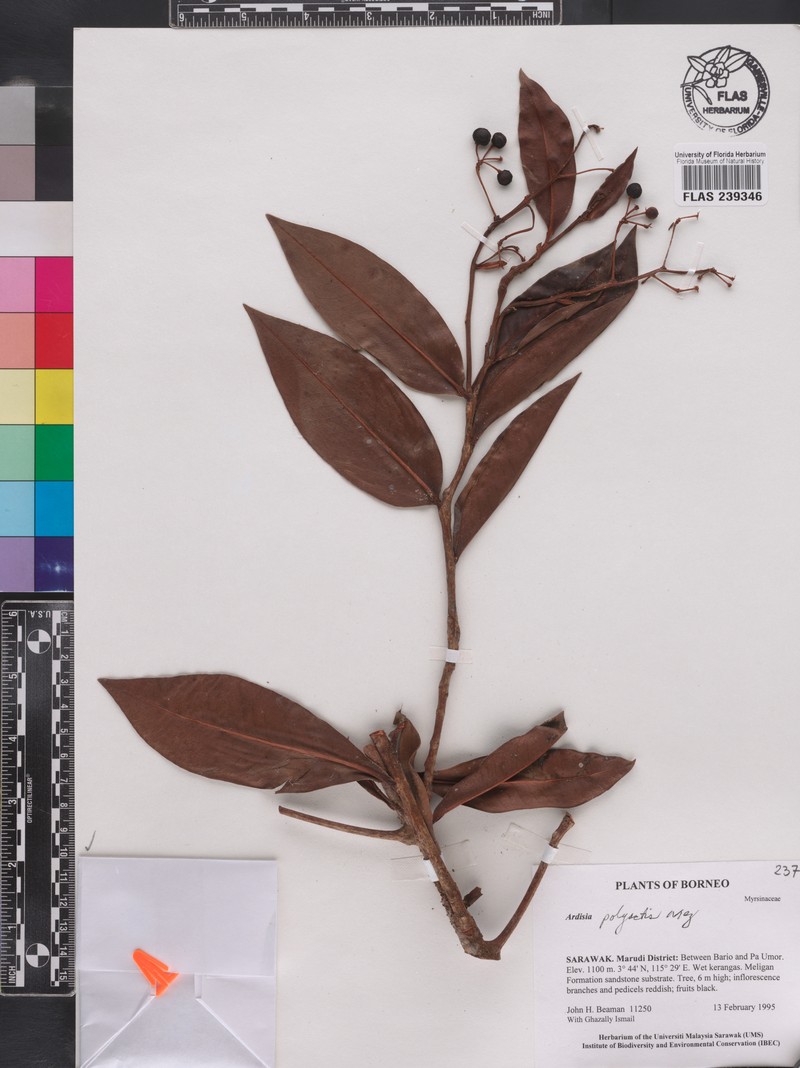 Ardisia polyactis