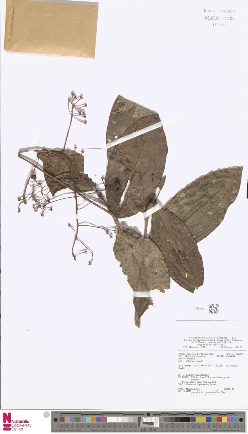 Ardisia polyactis photo 2