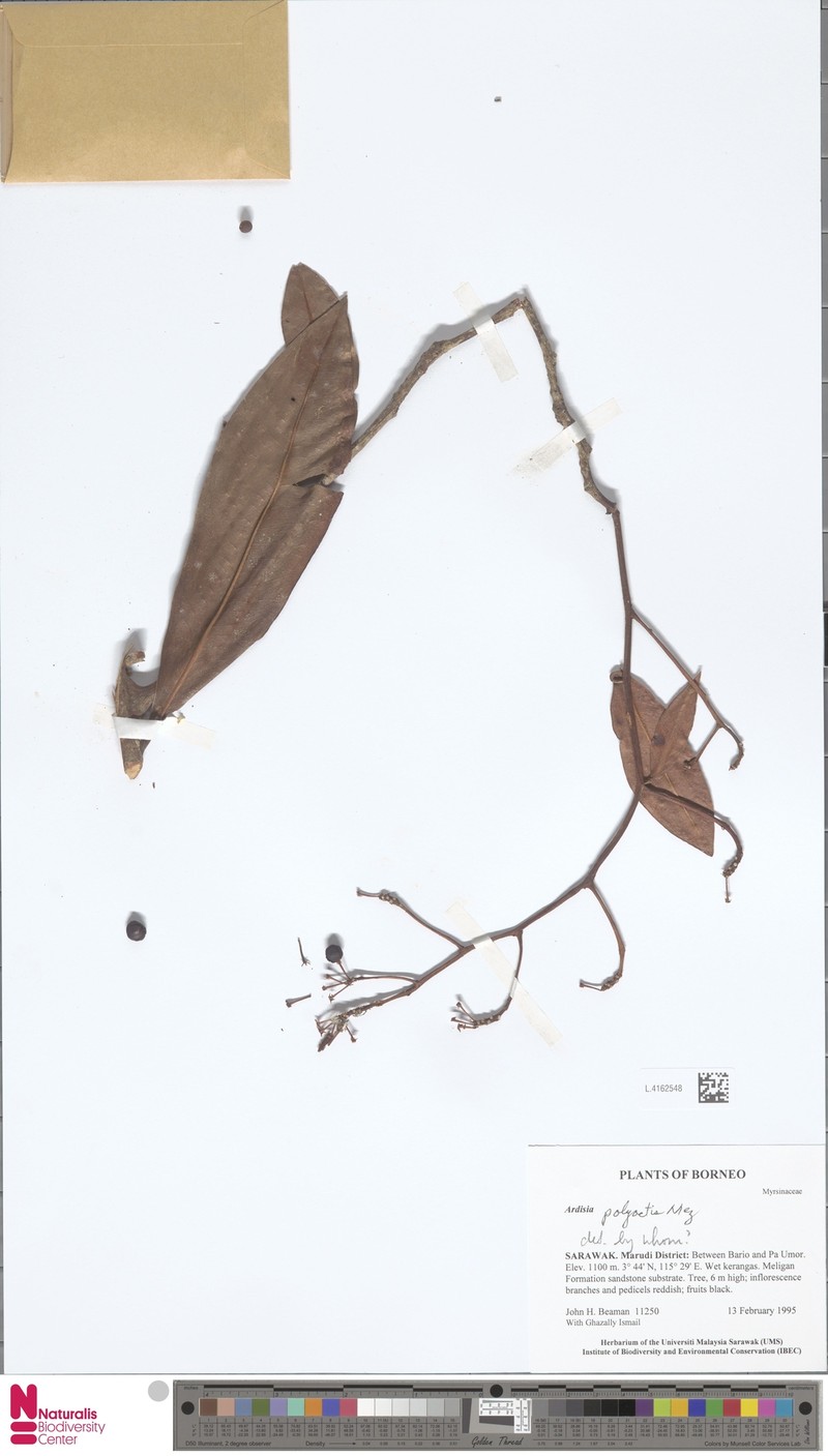 Ardisia polyactis photo 3