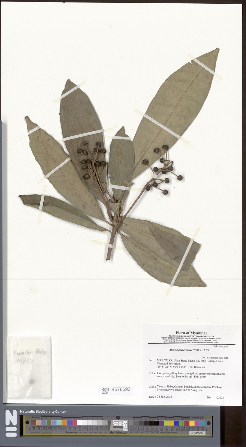 Ardisia polycephala