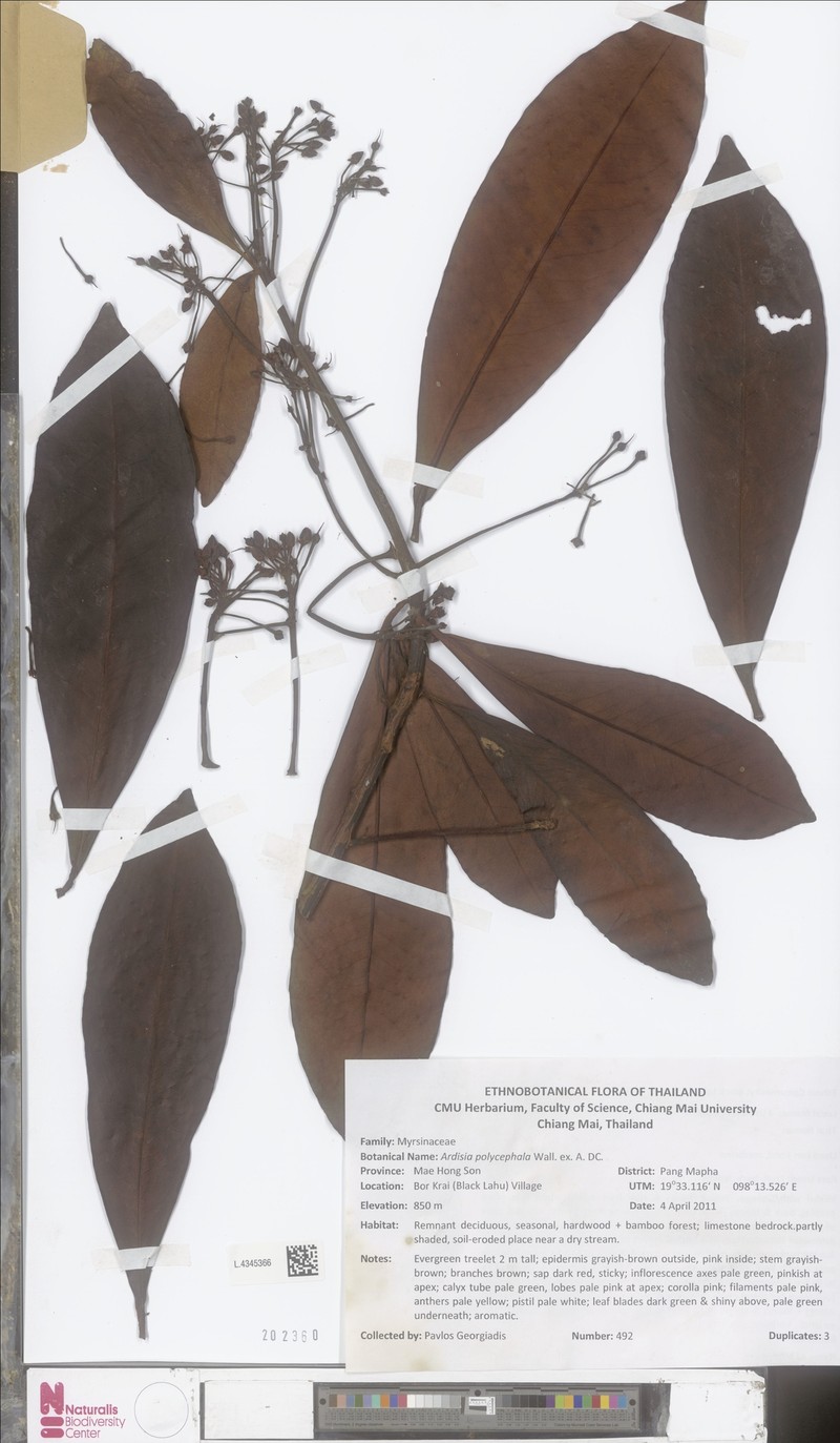 Ardisia polycephala photo 2