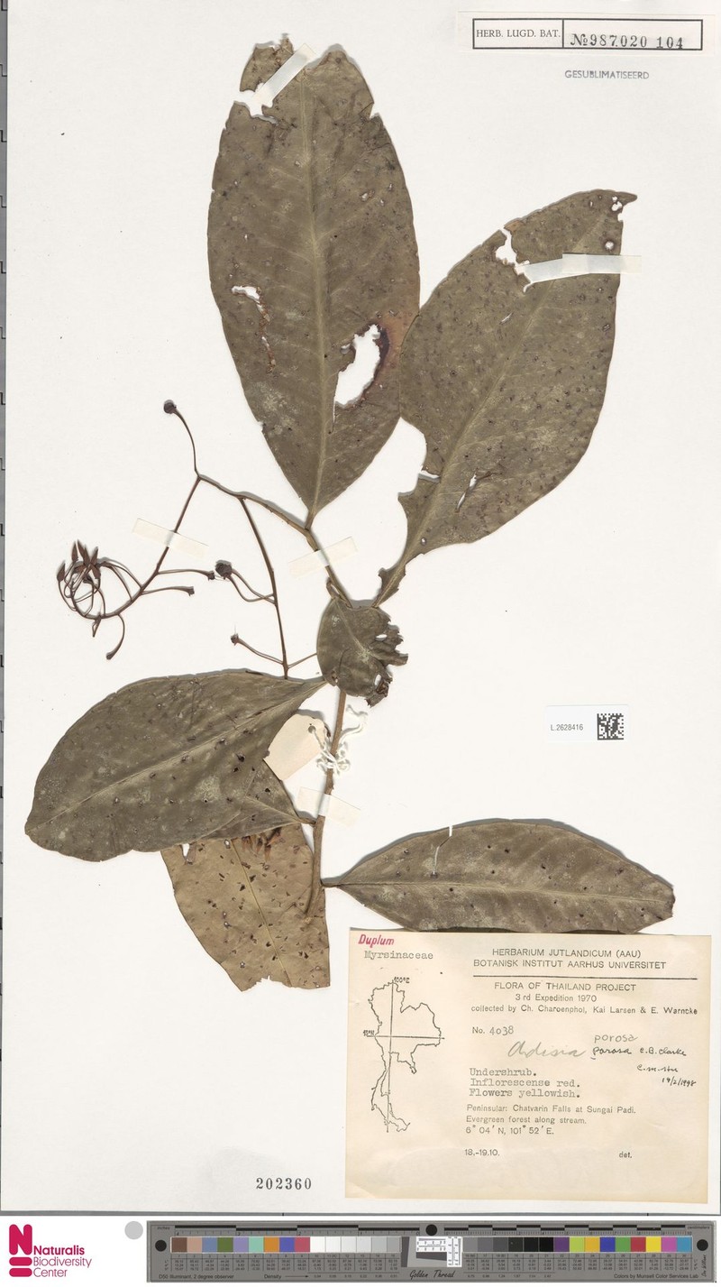 Ardisia porosa