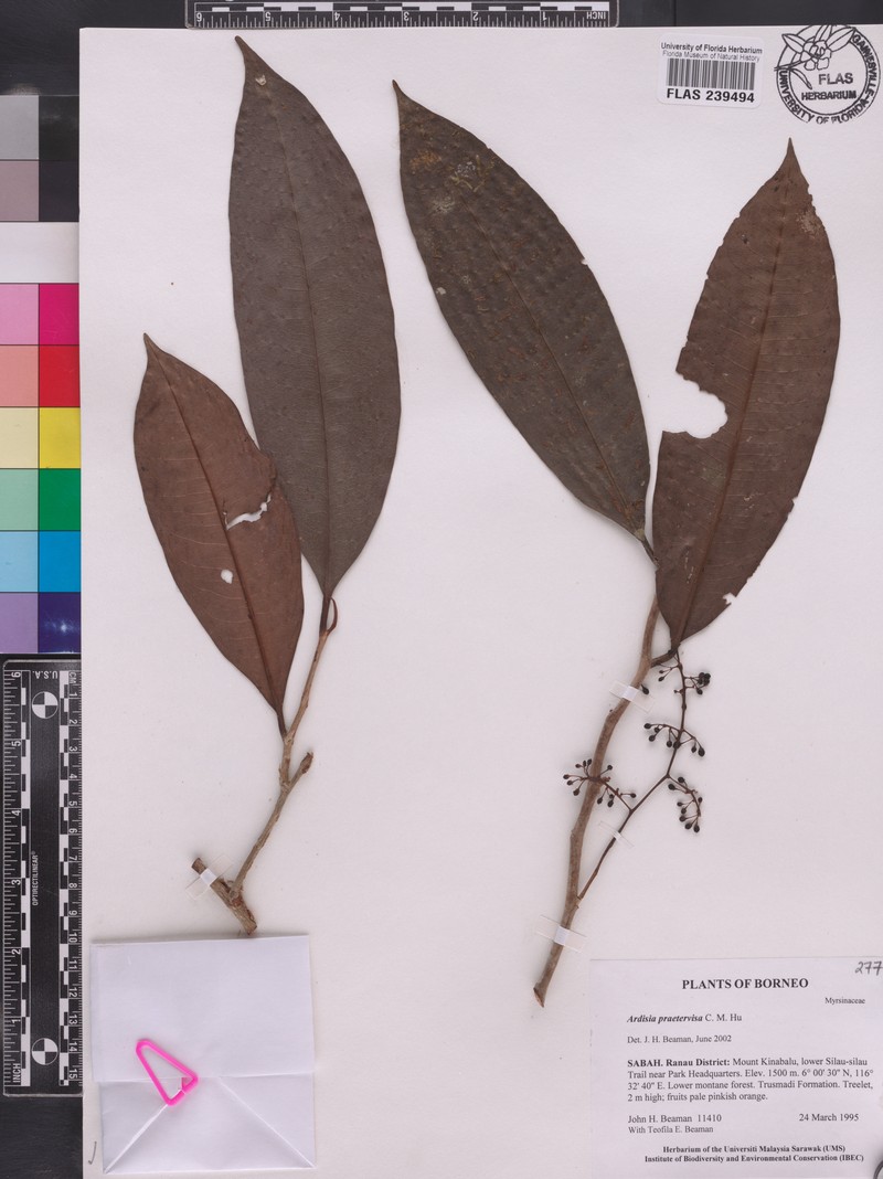 Ardisia praetervisa