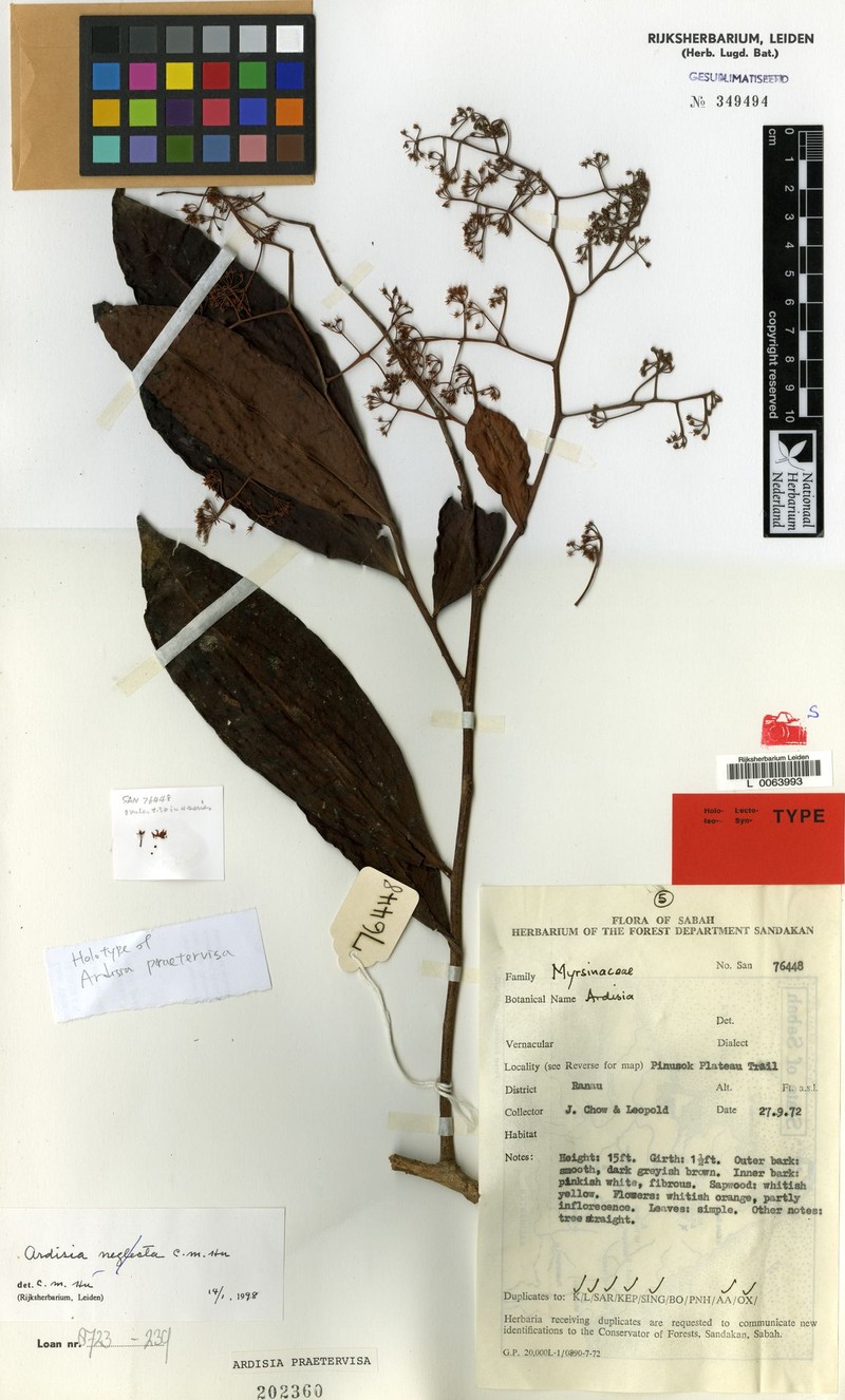 Ardisia praetervisa photo 2